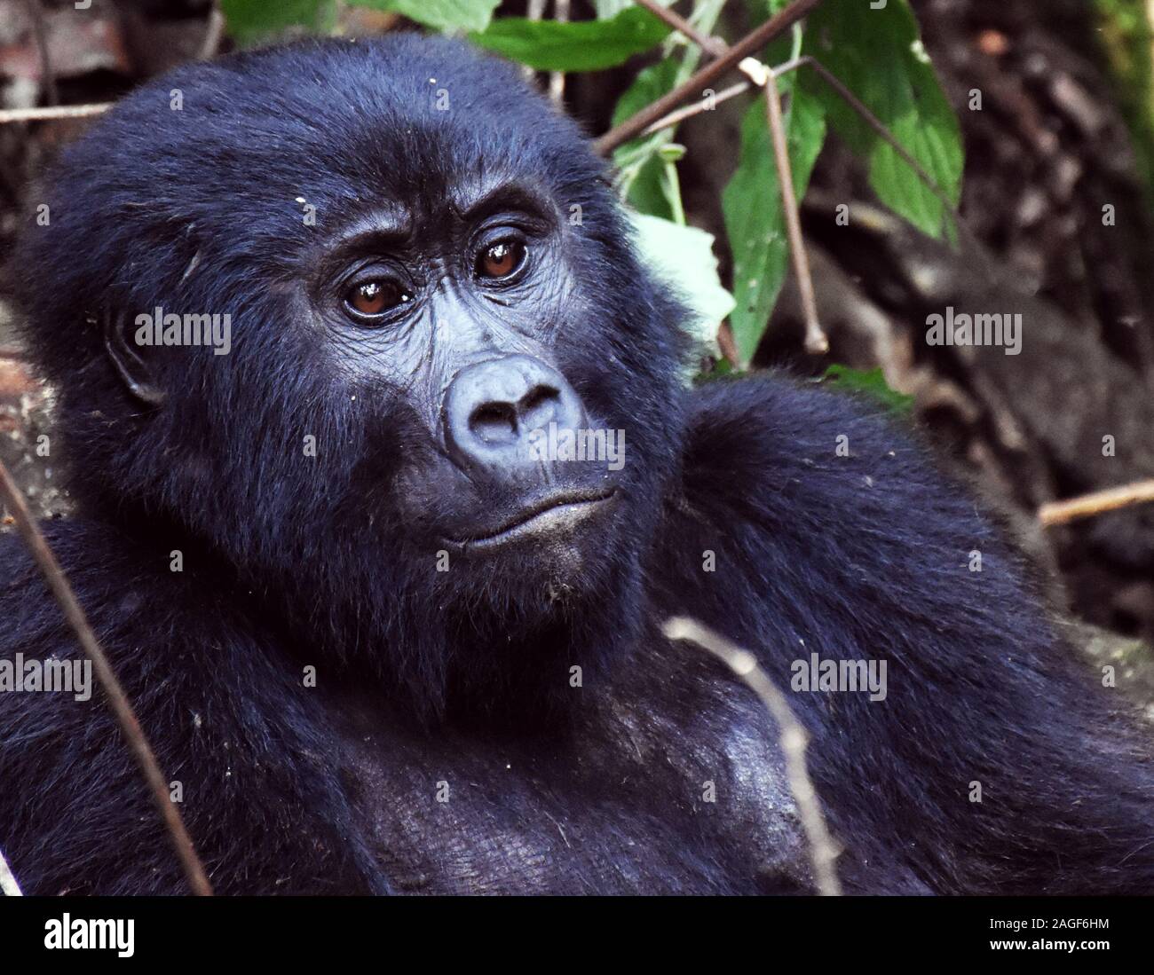 Ritratto di un gorilla di montagna nella foresta Impenetrabile di Bwini, Uganda Foto Stock