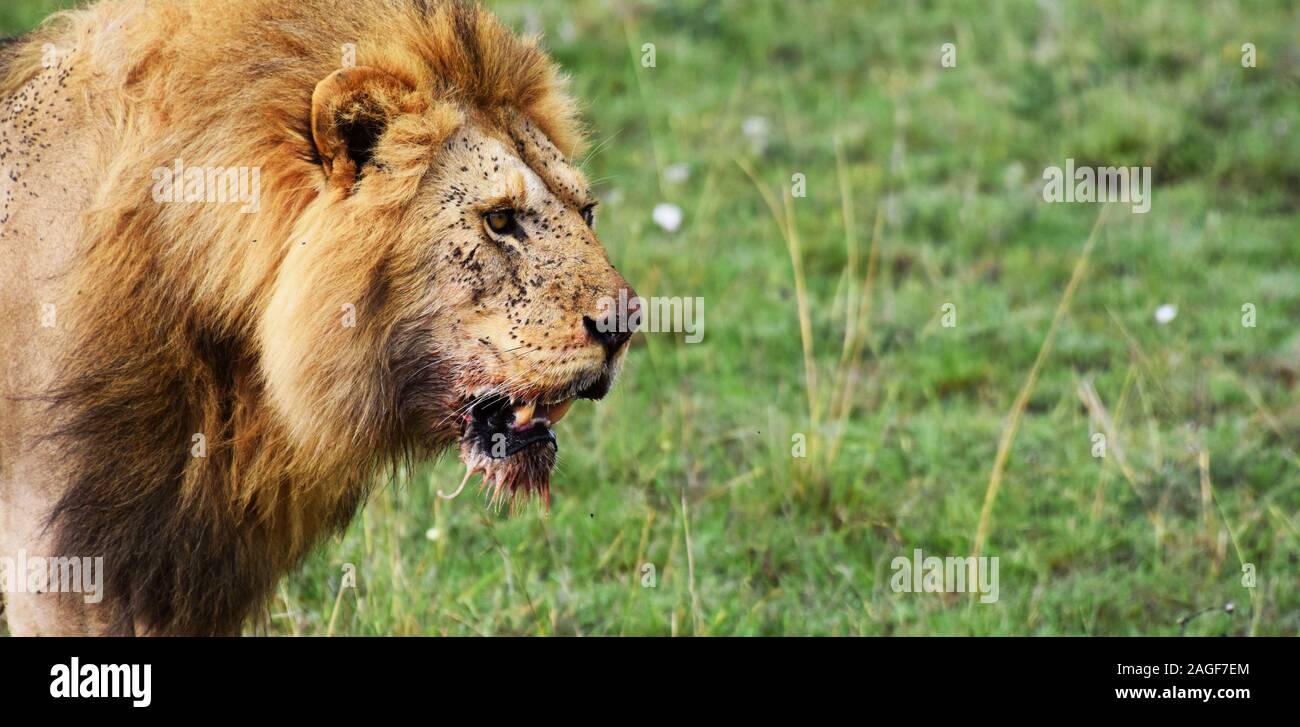 Re Leone camminando sulle pianure del Serengeti dopo aver feasted su GNU Foto Stock