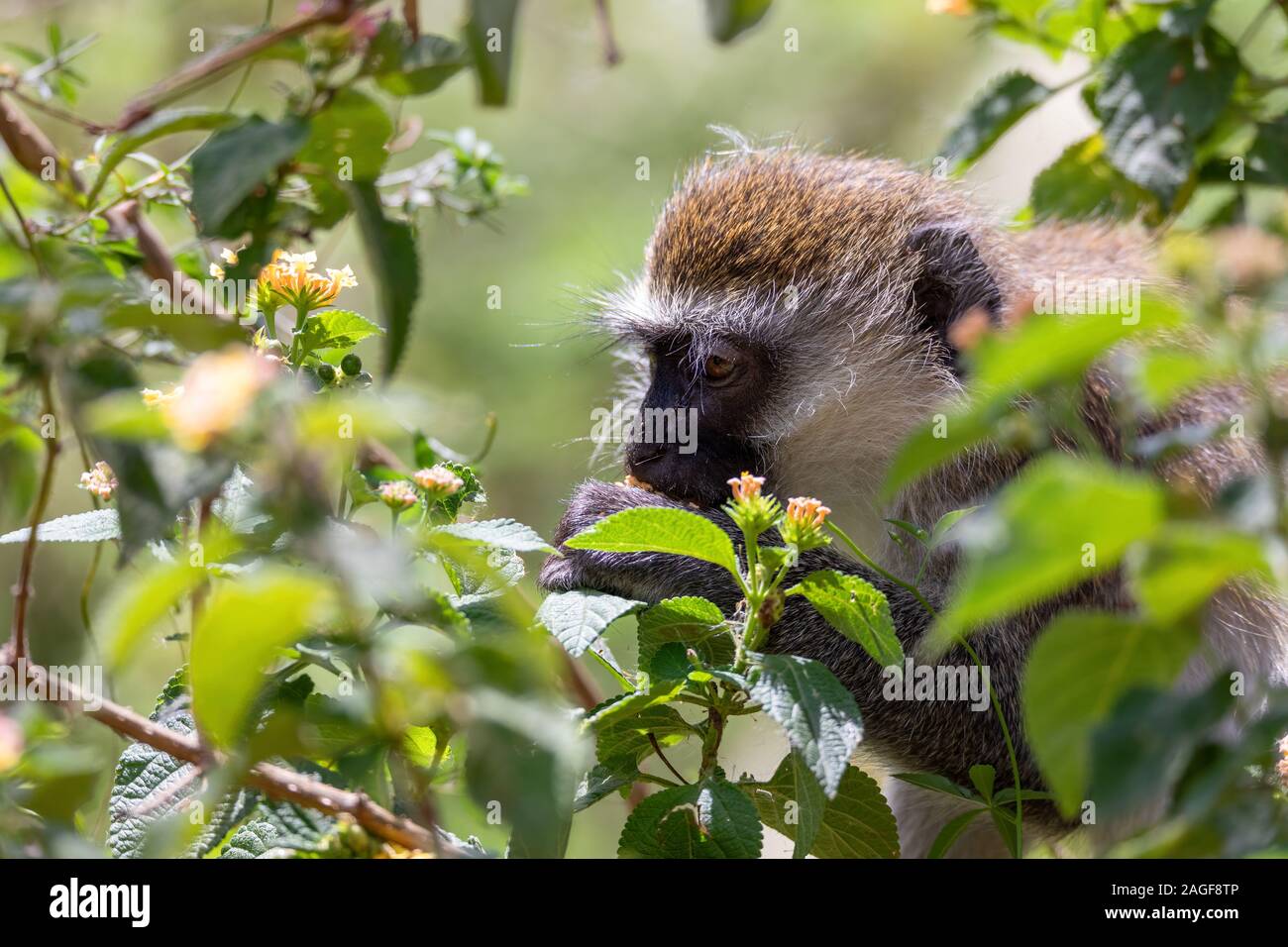 Alimentazione di scimmia vervet nel lago Chamo in habitat naturale, in habitat naturale, Arba Minch, Etiopia wildlife Foto Stock