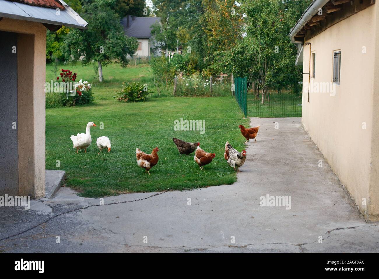 Due oche e cinque galline girovagando nell'azienda Foto Stock