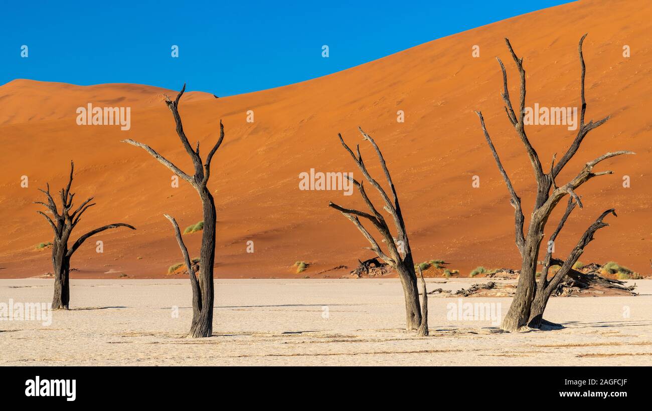 Vecchi alberi morti, Deadvlei, Namib-Naukluft National Park, Sesriem, Namibia Foto Stock