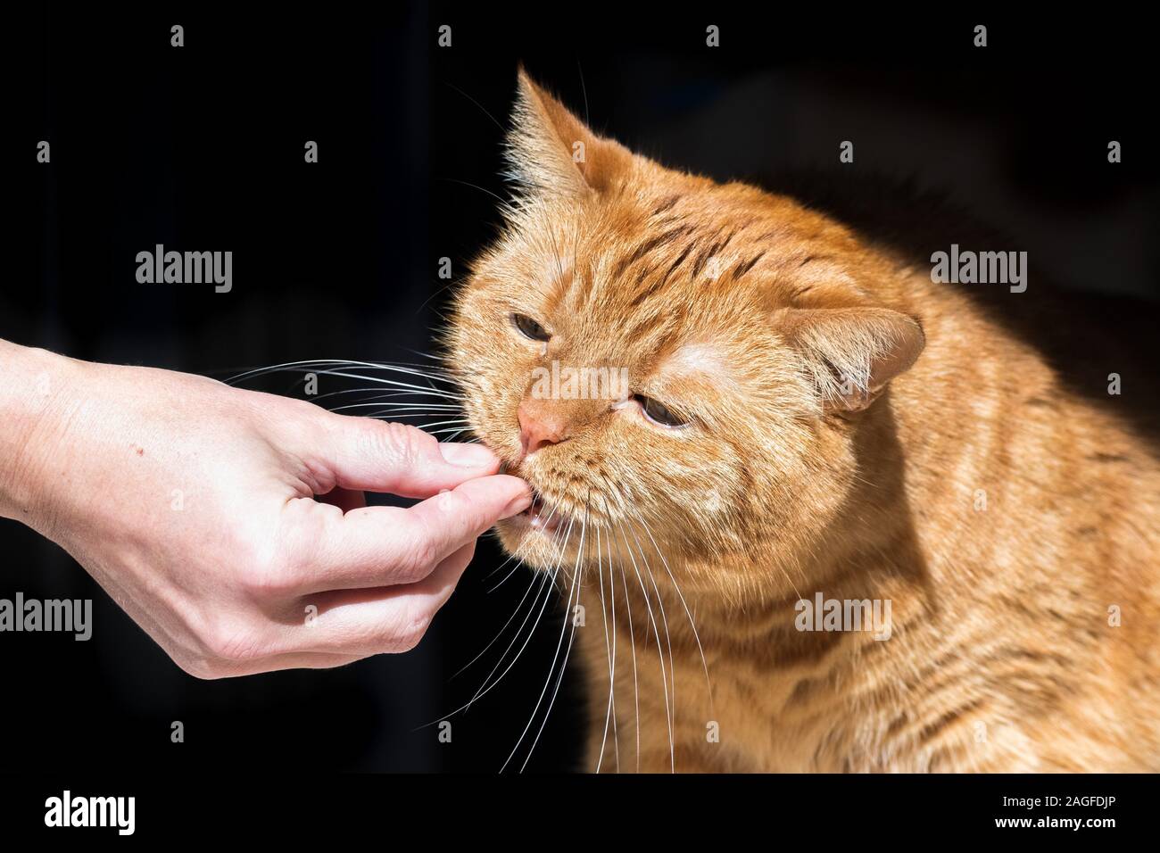 Arancione (gatto di razza mista; metà persiano) prendendo un pezzo di kibble da una mano; lo sfondo scuro Foto Stock