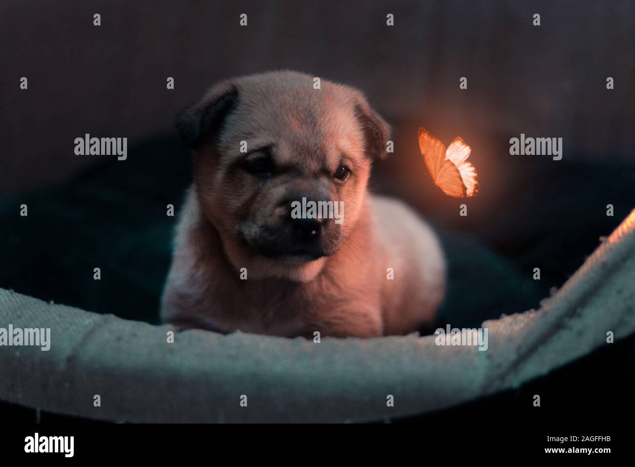 Un cane carino che guarda una farfalla magica, Foto Stock