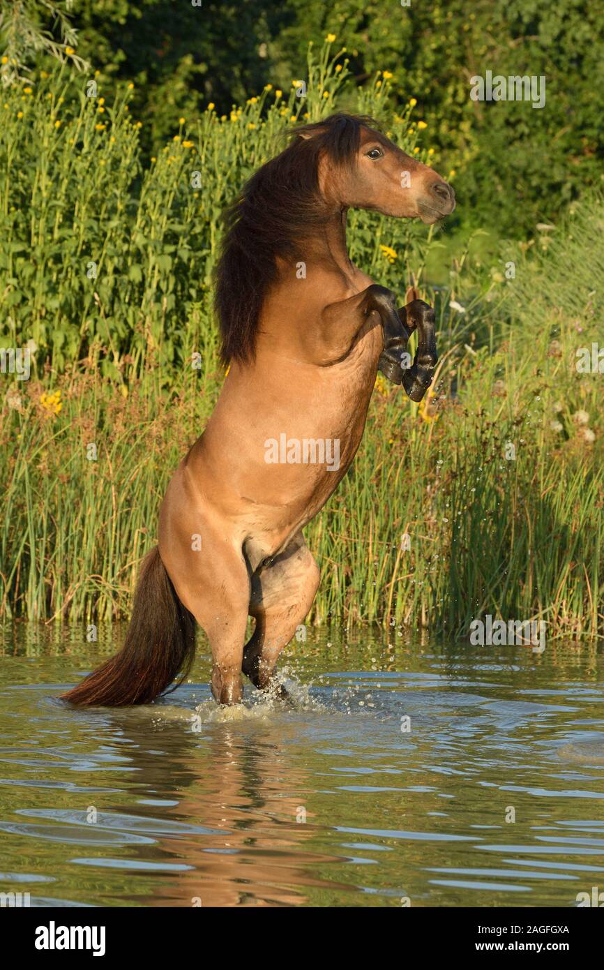 Mini pony Shetland stand in uno stagno e di allevamento Foto Stock