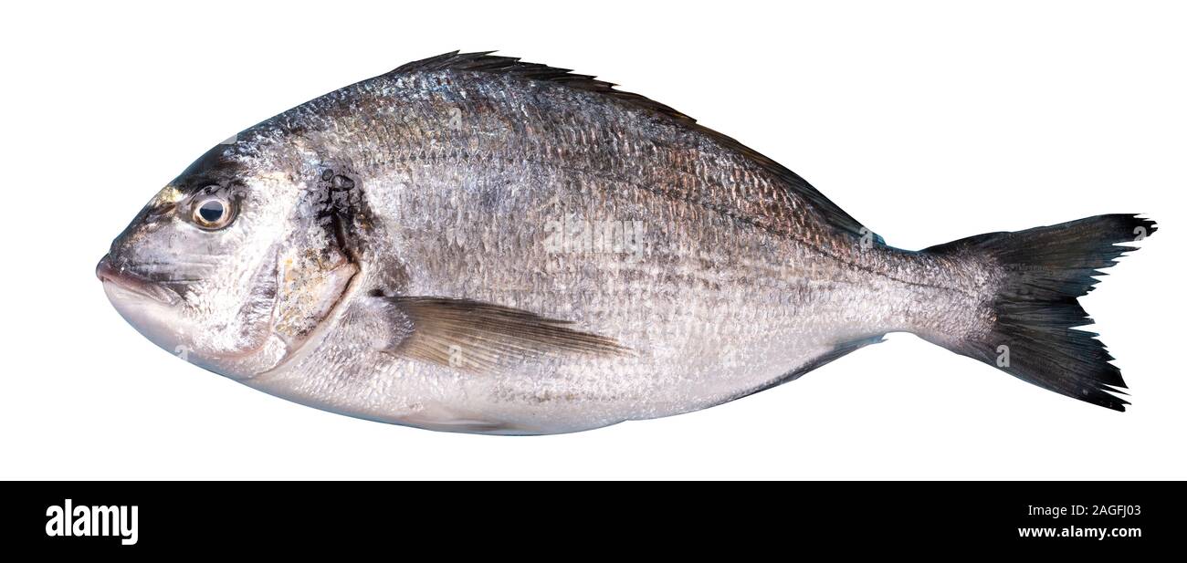 Sparus aurata (un delizioso pesce diffuso con carne nel Mediterraneo) Foto Stock