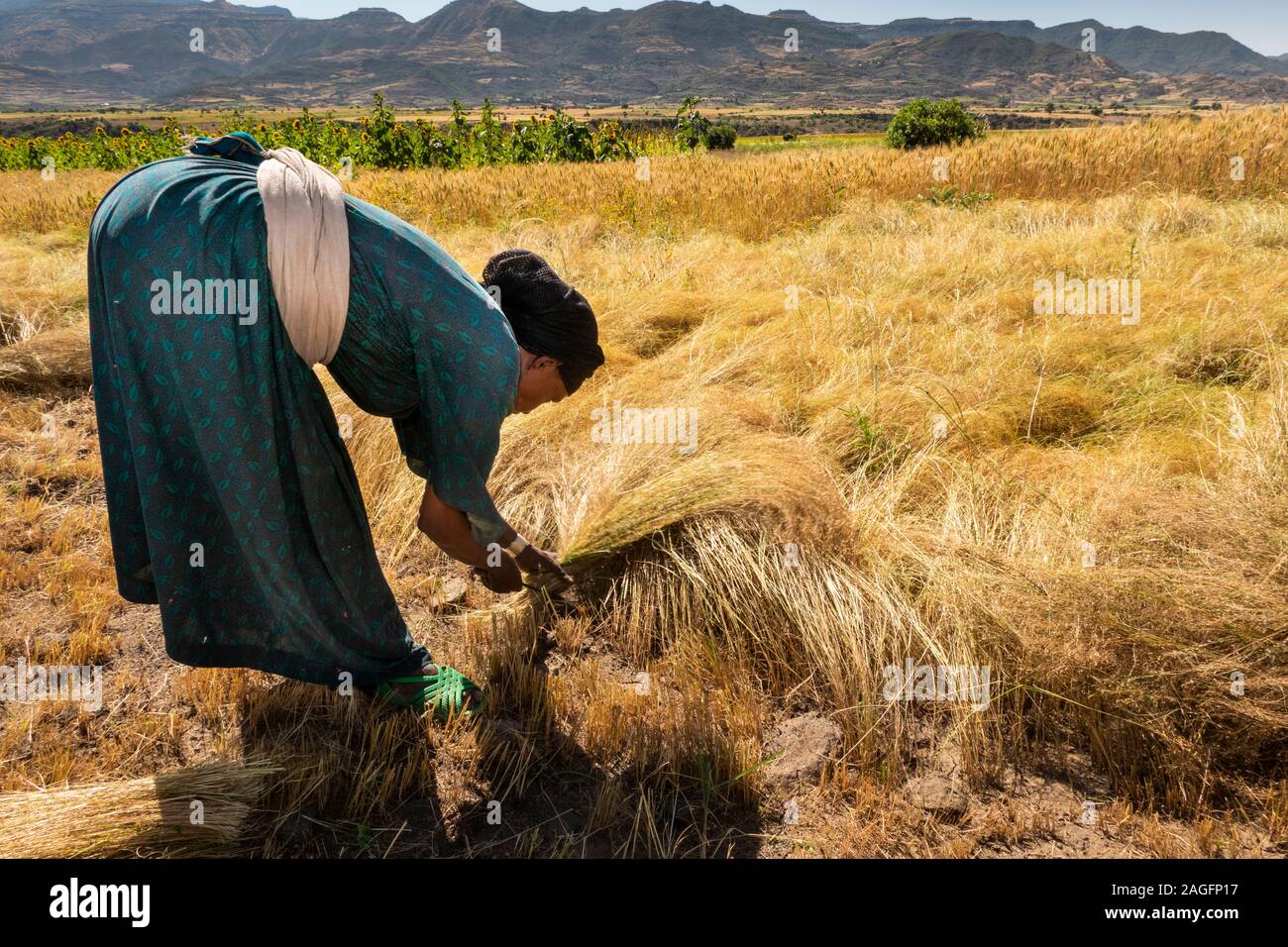 Etiopia, Amhara Region, Lalibela, Yemrehanna Kristos, agricoltura, donna raccolta tef raccolto di grano a mano Foto Stock