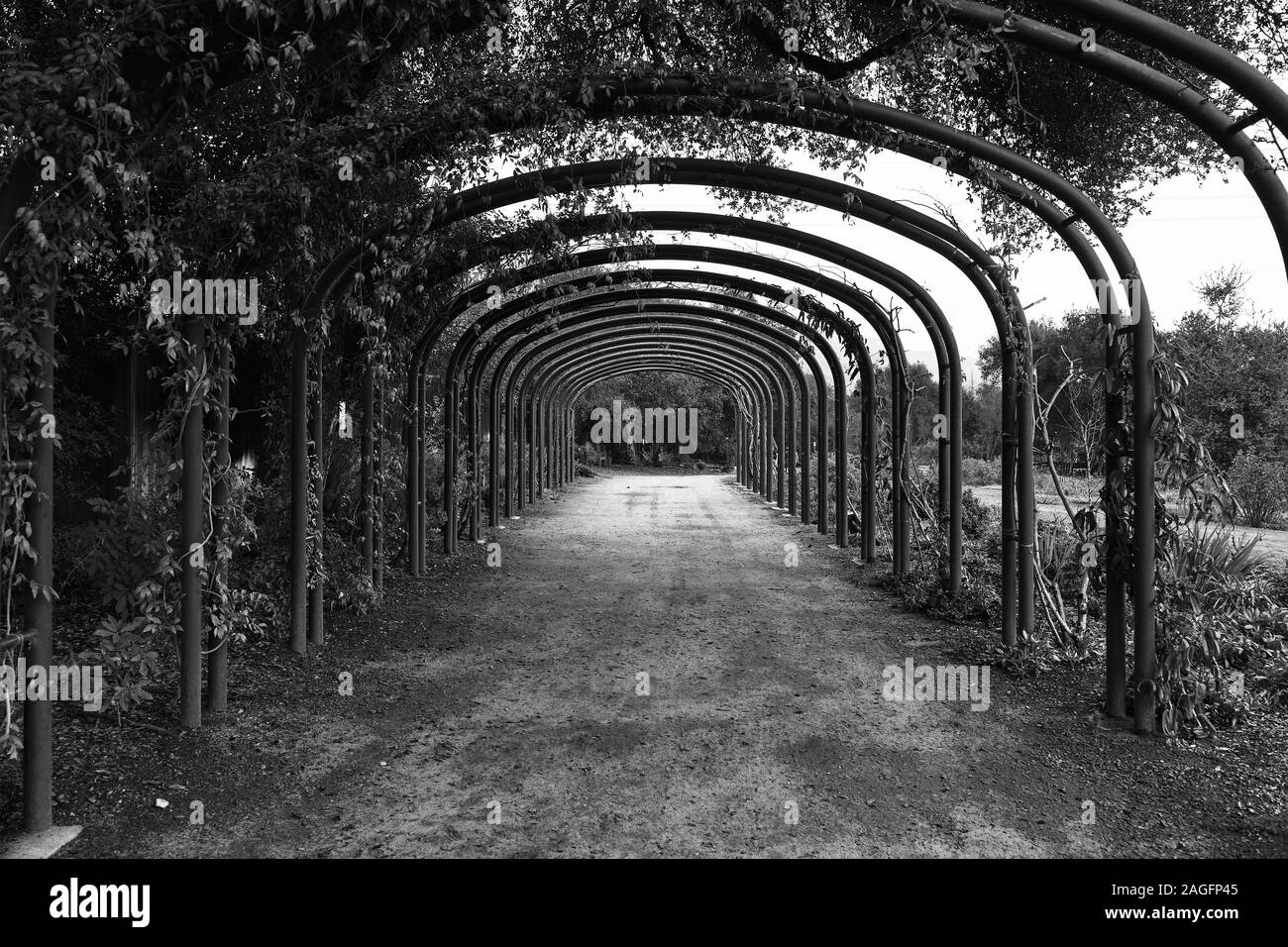 Immagine in scala di grigi di un bellissimo percorso sotto le colonne a forma di arco coperto di piante Foto Stock