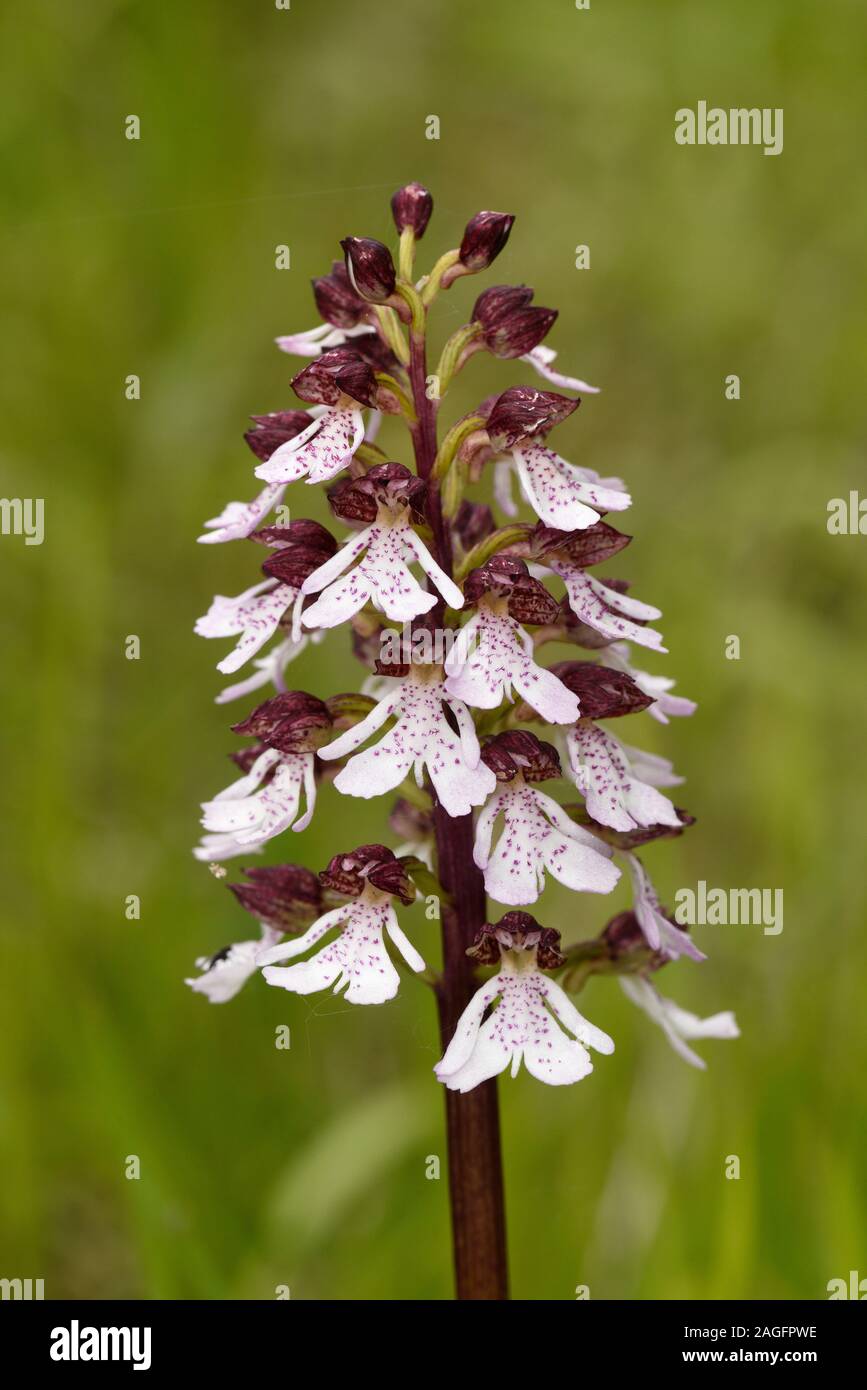 Lady Orchid (Purpurea di orchidee) close-up di fiori di spike, Kent, Inghilterra, può Foto Stock