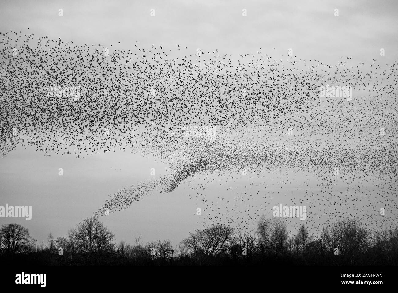 Comune, starling Sturnus vulgaris, murmuration cercando come un tornado di uccelli a Ripon come entrare in un posatoio comunale per contribuire a evitare la predazione Foto Stock