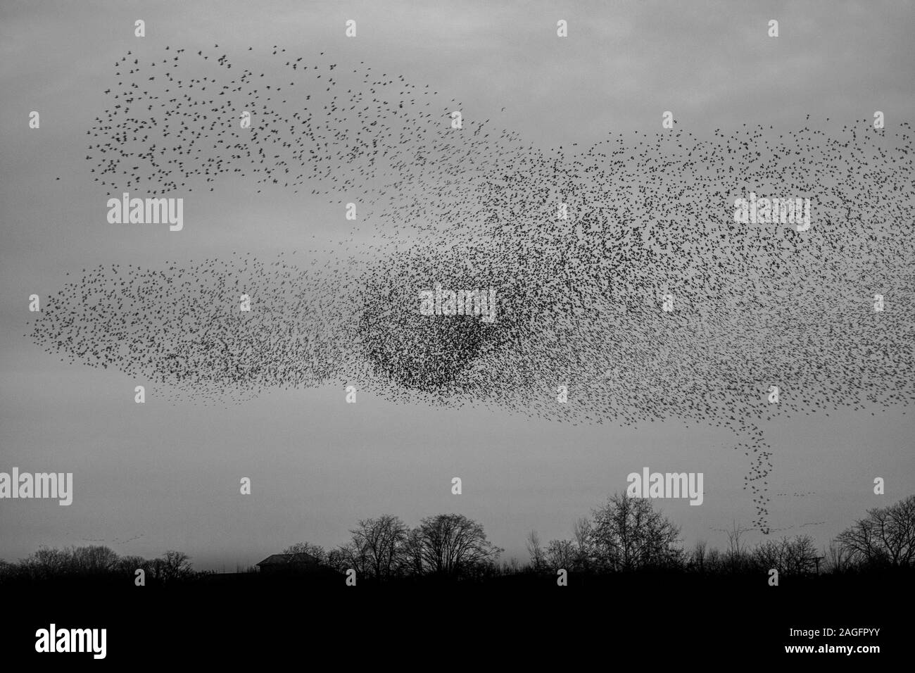 Comune, starling Sturnus vulgaris, murmuration cercando come un tornado di uccelli a Ripon come entrare in un posatoio comunale per contribuire a evitare la predazione Foto Stock