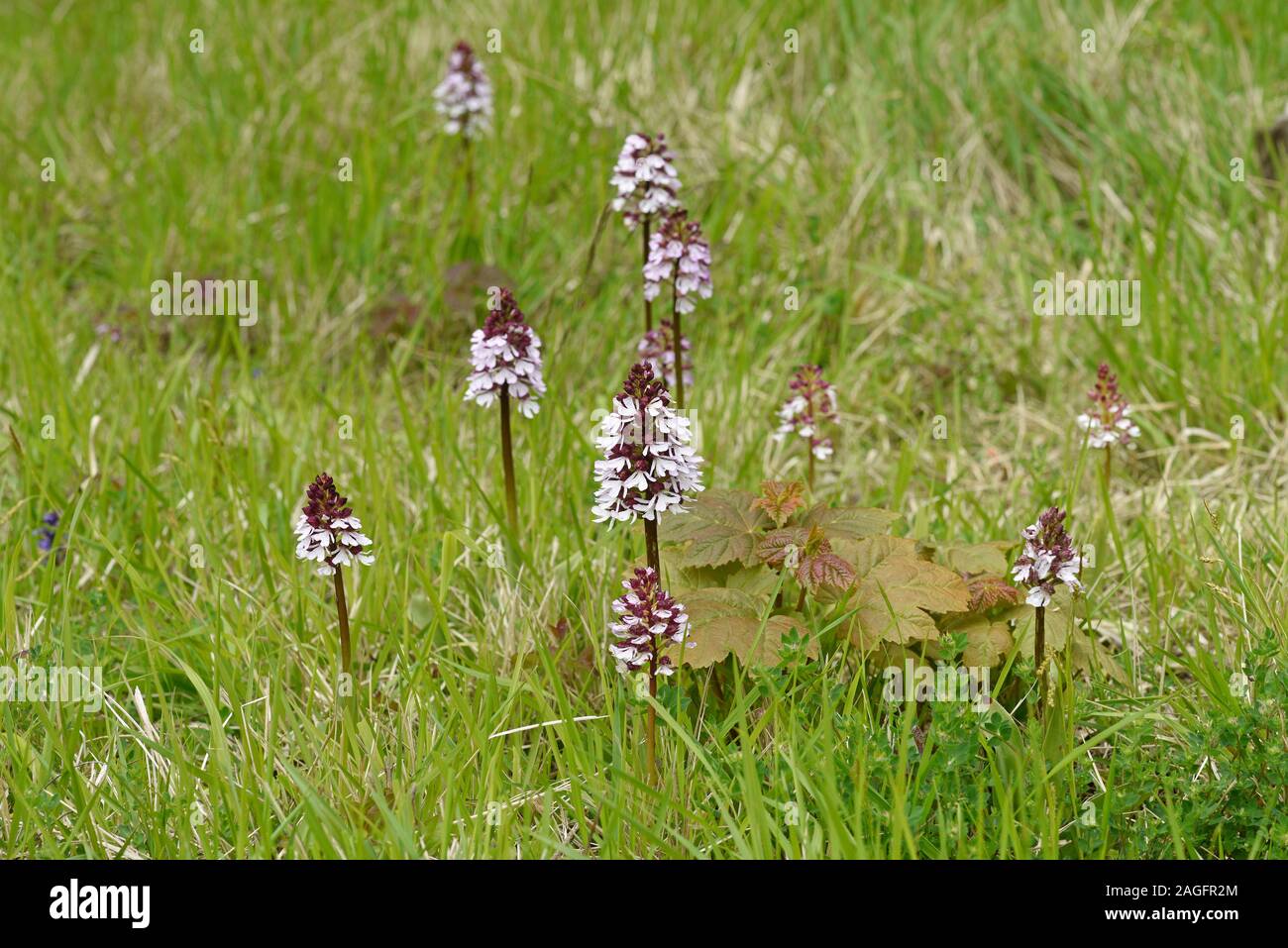 Lady Orchid (Purpurea di orchidee) piccolo gruppo di piante che crescono tra erba, Kent, Inghilterra, può Foto Stock