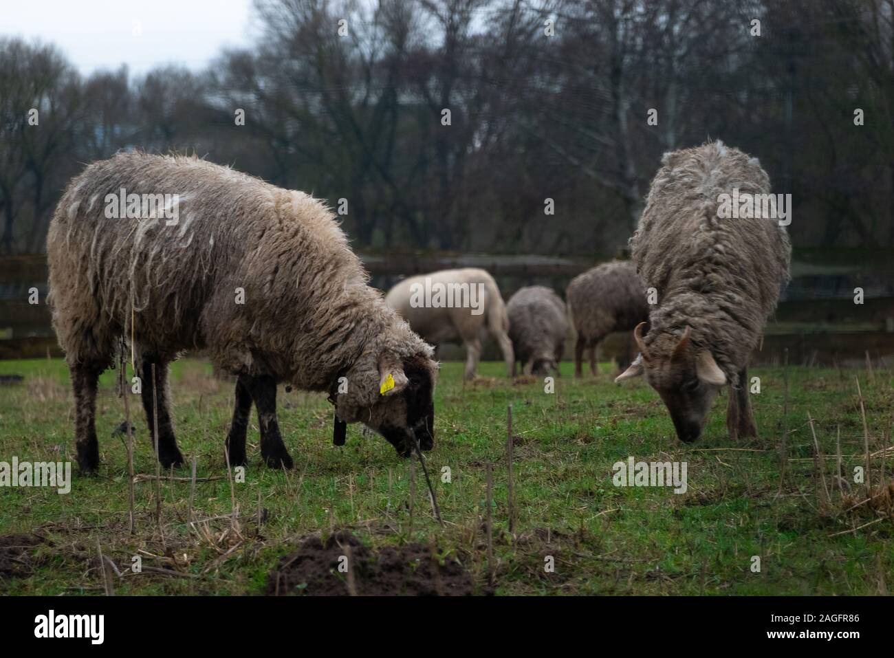 Fluffy pecore al pascolo e inerbimento su terreni agricoli. Gregge di pecore mangiare erba outdoor Foto Stock