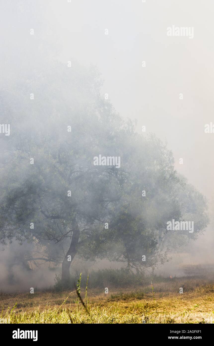 La masterizzazione di prato, fuoco, fumo Foto Stock