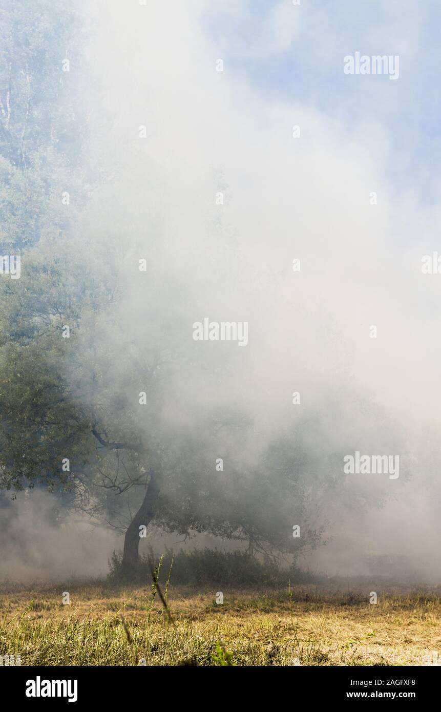 La masterizzazione di prato, fuoco, fumo Foto Stock