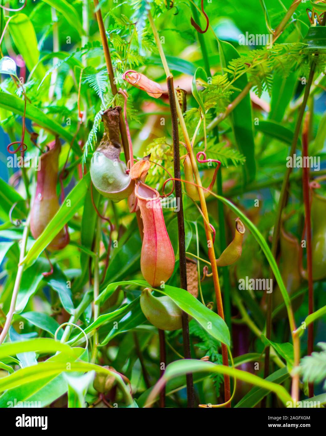 Pianta carnivora Nepenthes, una caraffa di fresca naturale tropicale carnivore piante del superriduttore. Asciutto e fresco nuova caraffa rosso Nepenthes su uno sfondo di gr Foto Stock