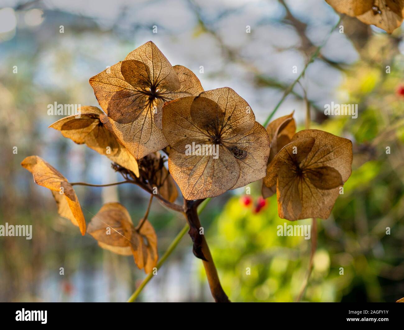Primo piano di fiori finito con la luce che brilla attraverso i petali in un giardino in inverno Foto Stock