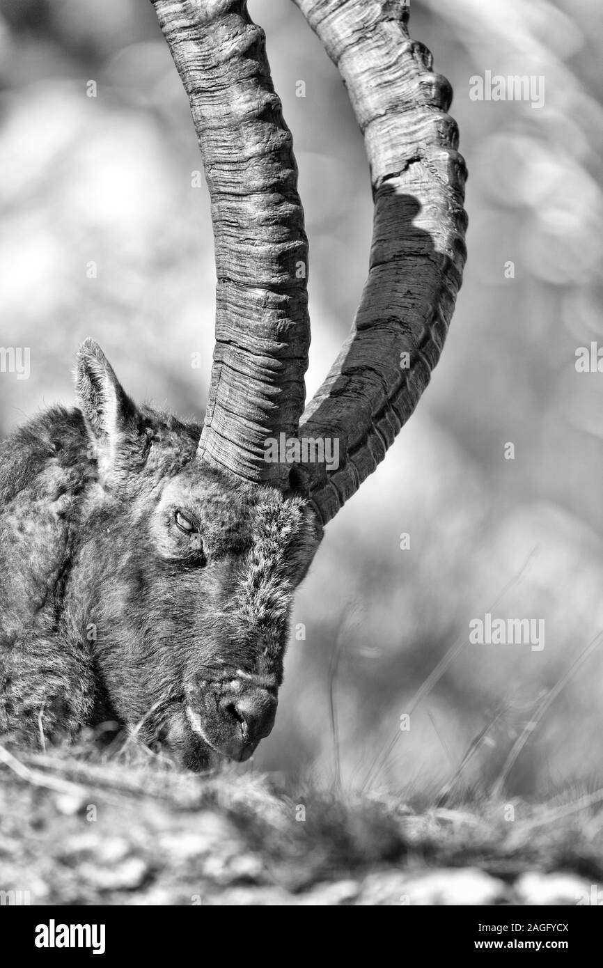 Il re delle Alpi, ritratto di stambecco (Capra ibex) Foto Stock