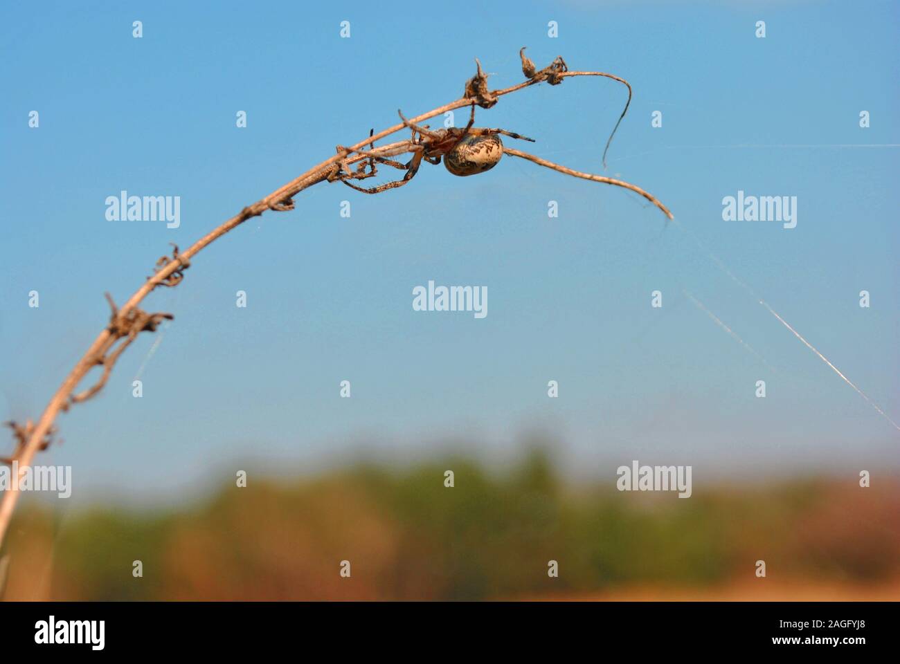 Araneus diadematus (giardino europeo spider, diadema spider, cross spider, incoronato orb weaver) nel web su ramoscello, sullo sfondo di un cielo blu e alberi sfocato Foto Stock