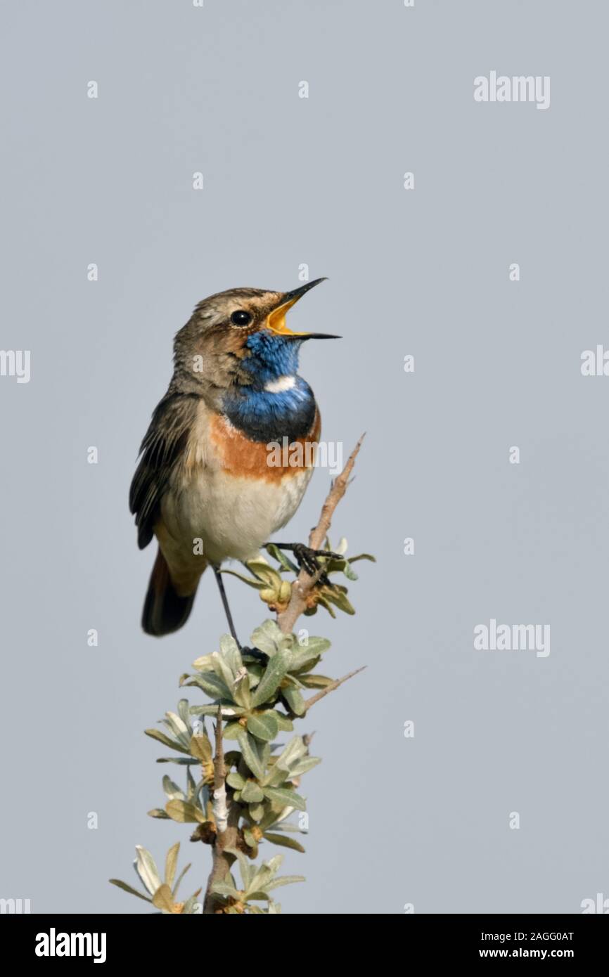 White-spotted pettazzurro ( Luscinia svecica ) maschio adulto, appollaiato su seabuckthorn, cantando, la fauna selvatica, l'Europa. Foto Stock