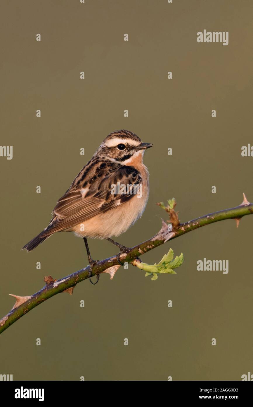 Whinchat / Braunkehlchen ( Saxicola rubetra ), maschio in abito di allevamento, appollaiato su un ramoscello, blackberry viticcio, prima la luce del mattino, raro uccello di aprire l Foto Stock