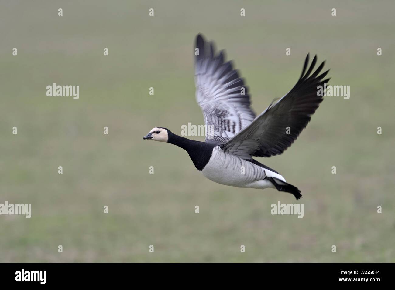 Barnacle Goose / Nonnengans ( Branta leucopsis ) in volo, volando sui terreni agricoli verde, dynamic shot singolo uccello, fauna selvatica, l'Europa. Foto Stock
