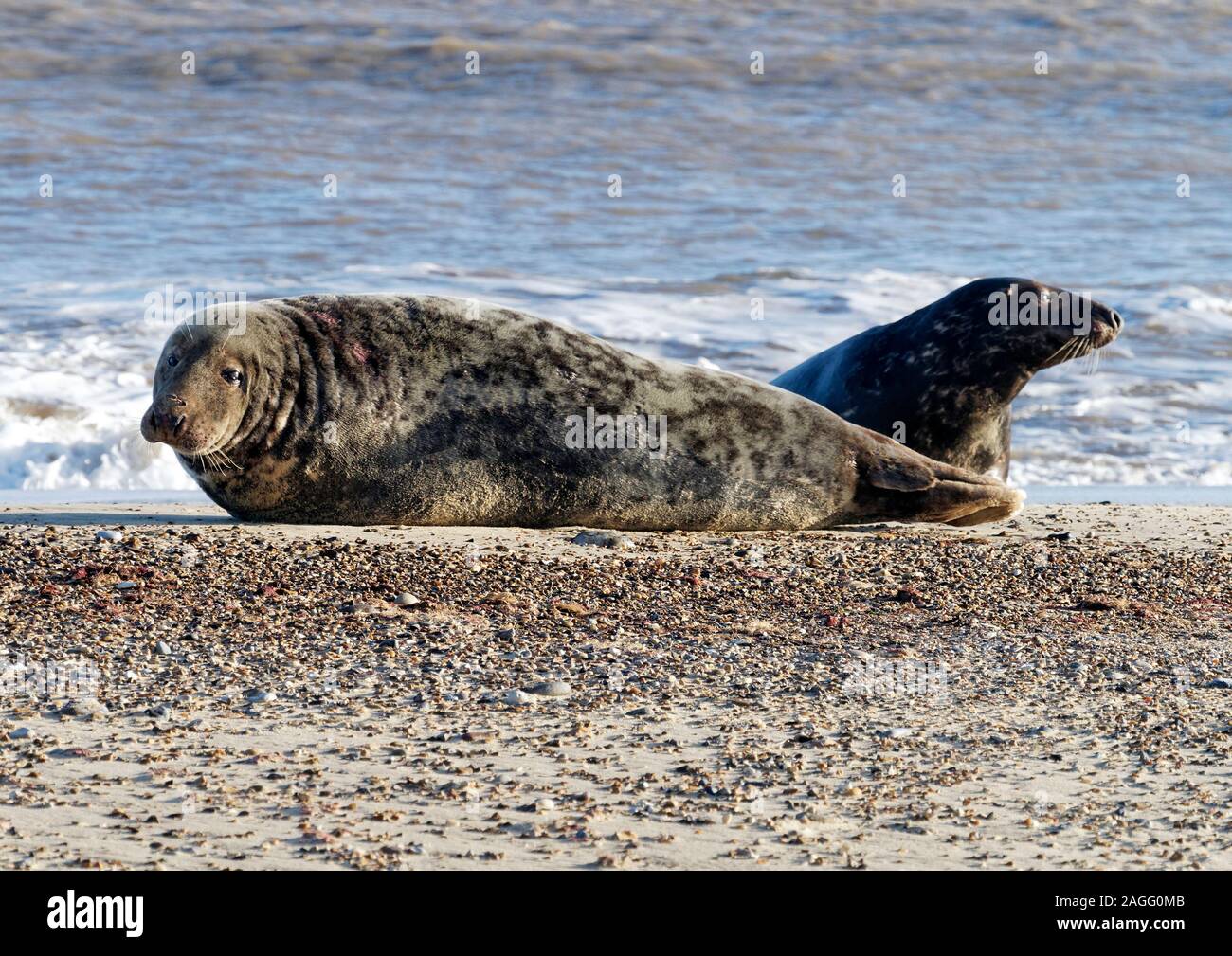 Atlantico guarnizione grigio bull e vacca (Halichoerus grypus antlanticus) sulla spiaggia Winterton, Norfolk. Foto Stock