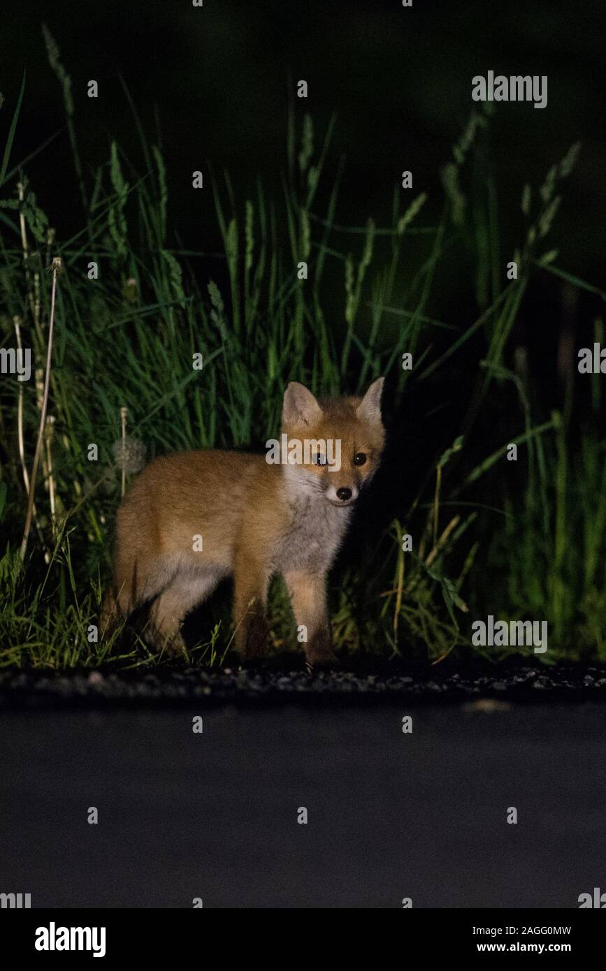 Red Fox / Rotfuchs ( Vulpes vulpes ) sorge accanto ad una strada di notte, giovane animale, cub, fauna selvatica, l'Europa. Foto Stock