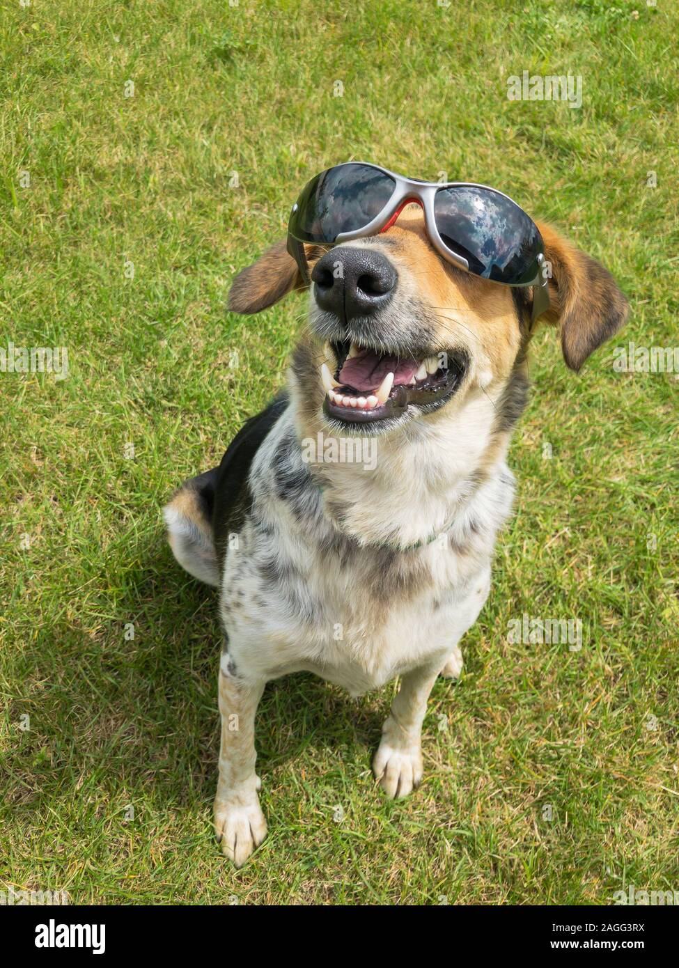 Felice di mixed-cane di razza indossando occhiali da sole neri cercando il sole tra le nuvole nel cielo mentre è seduto su un prato verde Foto Stock
