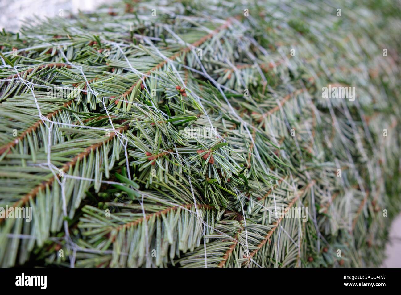 Primo piano di un pranzo verde abete Nordmann è giacente al di fuori della casa sul balcone e in attesa per il suo uso come albero di Natale Foto Stock