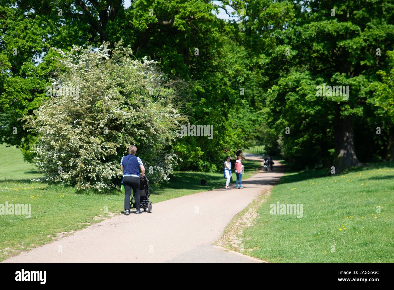 La gente ama passeggiare, andare in bicicletta all'Hylands Park and House a Chelmsford, Essex UK, popolare tra escursionisti e famiglie Foto Stock