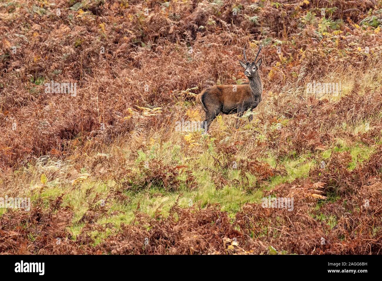 Giovane Maschio - Stag Cervo (Cervus elaphus) - da soli in bracken sul pendio di una collina, in una serata umida a Mull. Foto Stock