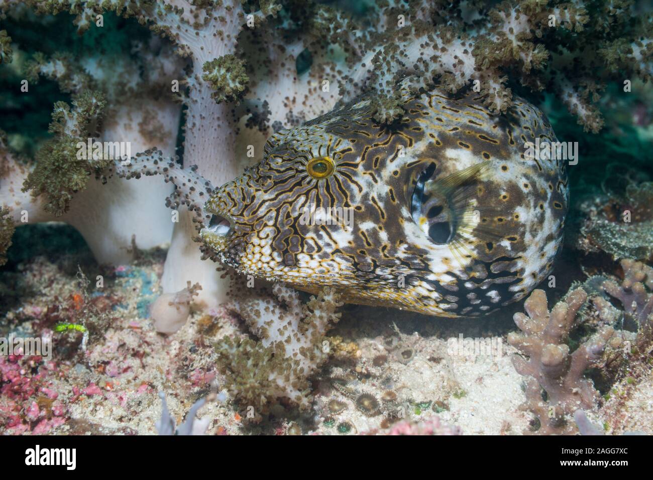 Mappa Puffer [Arothron mappa]. Papua occidentale, in Indonesia. Indo-West pacifico. Foto Stock
