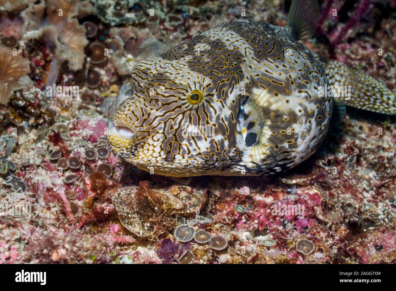Mappa Puffer [Arothron mappa]. Papua occidentale, in Indonesia. Indo-West pacifico. Foto Stock