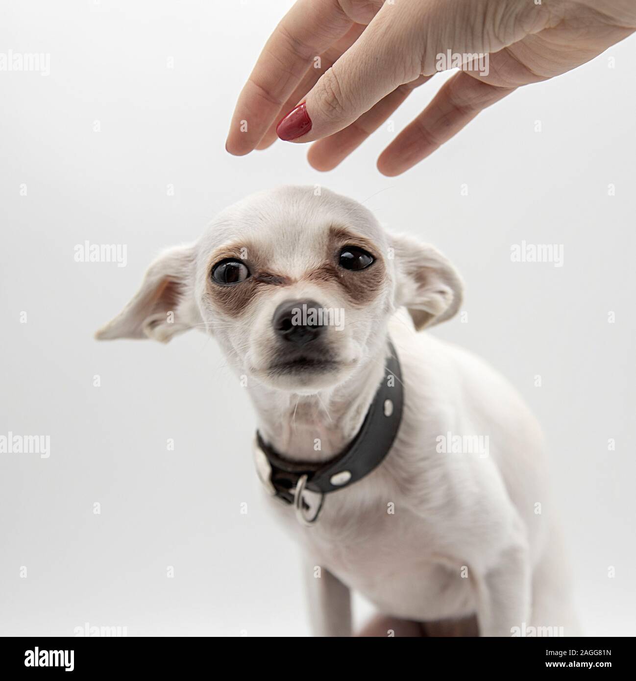 Un piccolo cucciolo in un collare nero e una donna di lato Foto Stock