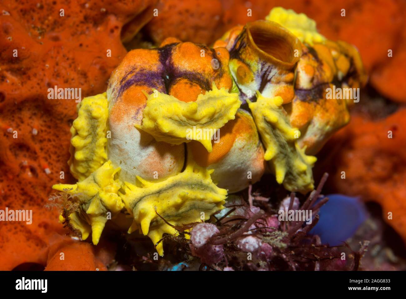 Giallo mare cetriolo [Colochirus robustus] appollaiato su un Golden Sea Squirt [Polycarpa aurata]. Papua occidentale, in Indonesia. Indo-West pacifico. Foto Stock