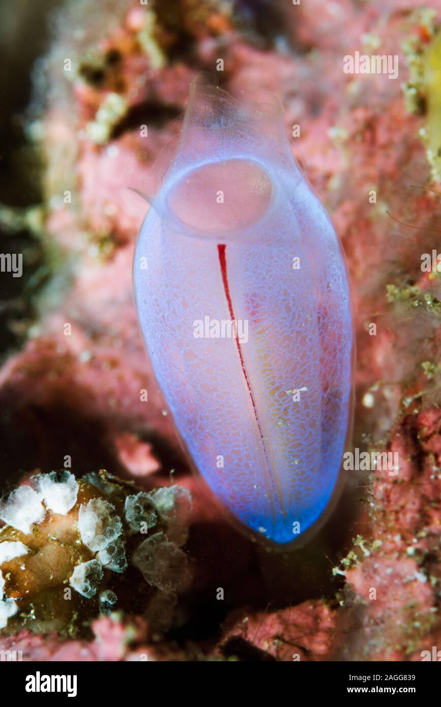 Blu club tunicate [Rhopalaea crassa]. Nord Sulawesi, Indonesia. Foto Stock