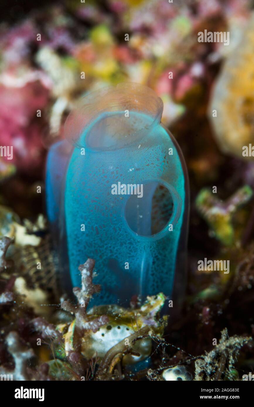 Blu club tunicate [Rhopalaea crassa]. Nord Sulawesi, Indonesia. Foto Stock