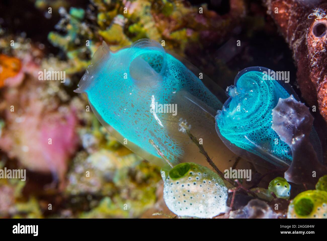 Blu club tunicate [Rhopalaea crassa]. Nord Sulawesi, Indonesia. Foto Stock