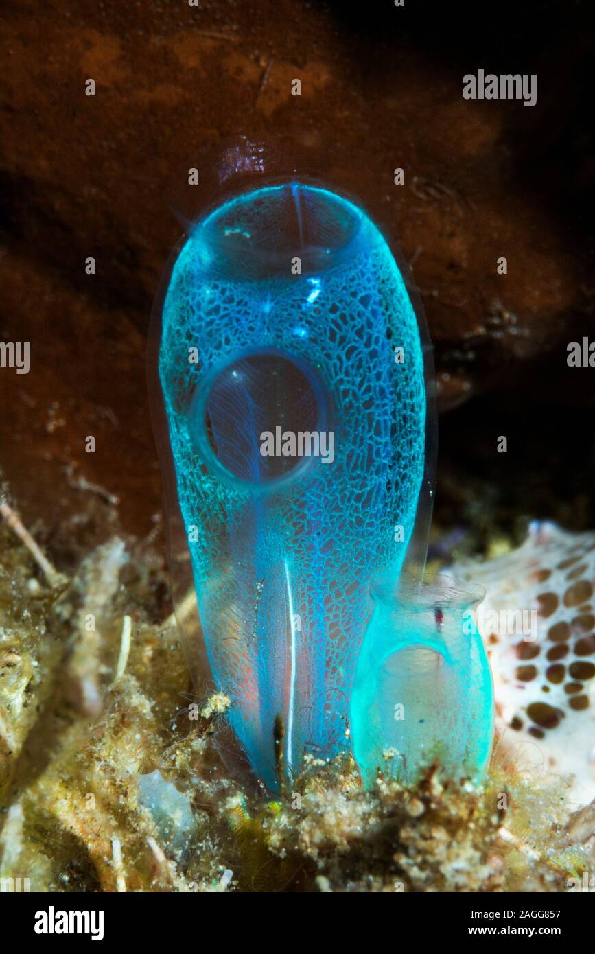 Blu club tunicate [Rhopalaea crassa]. Nord Sulawesi, Indonesia. Foto Stock