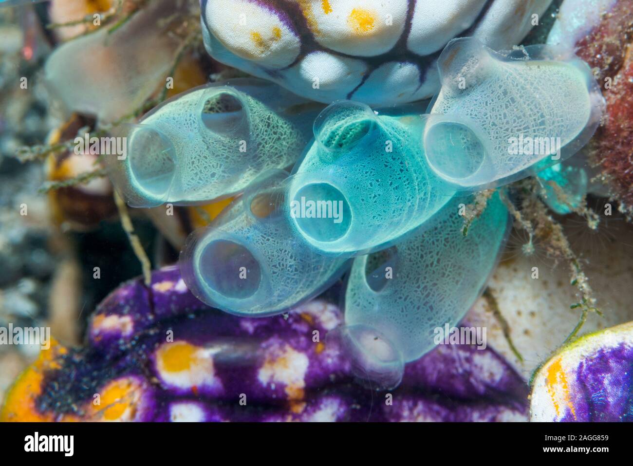 Blu Club Tunicate [Rhopalaea crassa]. Lembeh strait, Nord Sulawesi, Indonesia. Foto Stock