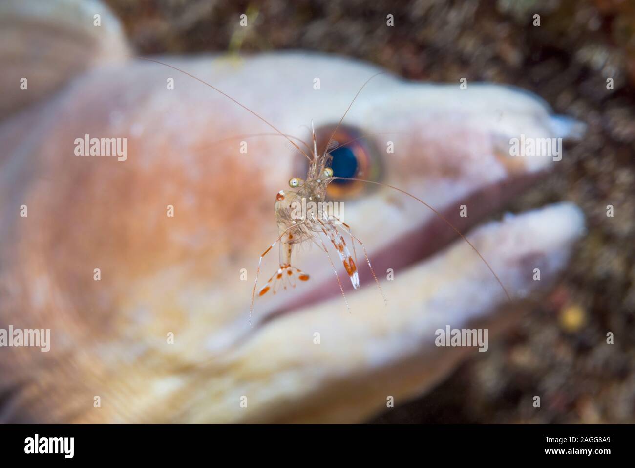 Rock Shrimp [Urocaridella sp] con un bianco-emarginati moray eel [Enchelycore schismatorhynchus] in background. Lembeh strait, Sulasesi del Nord, Indonesia Foto Stock