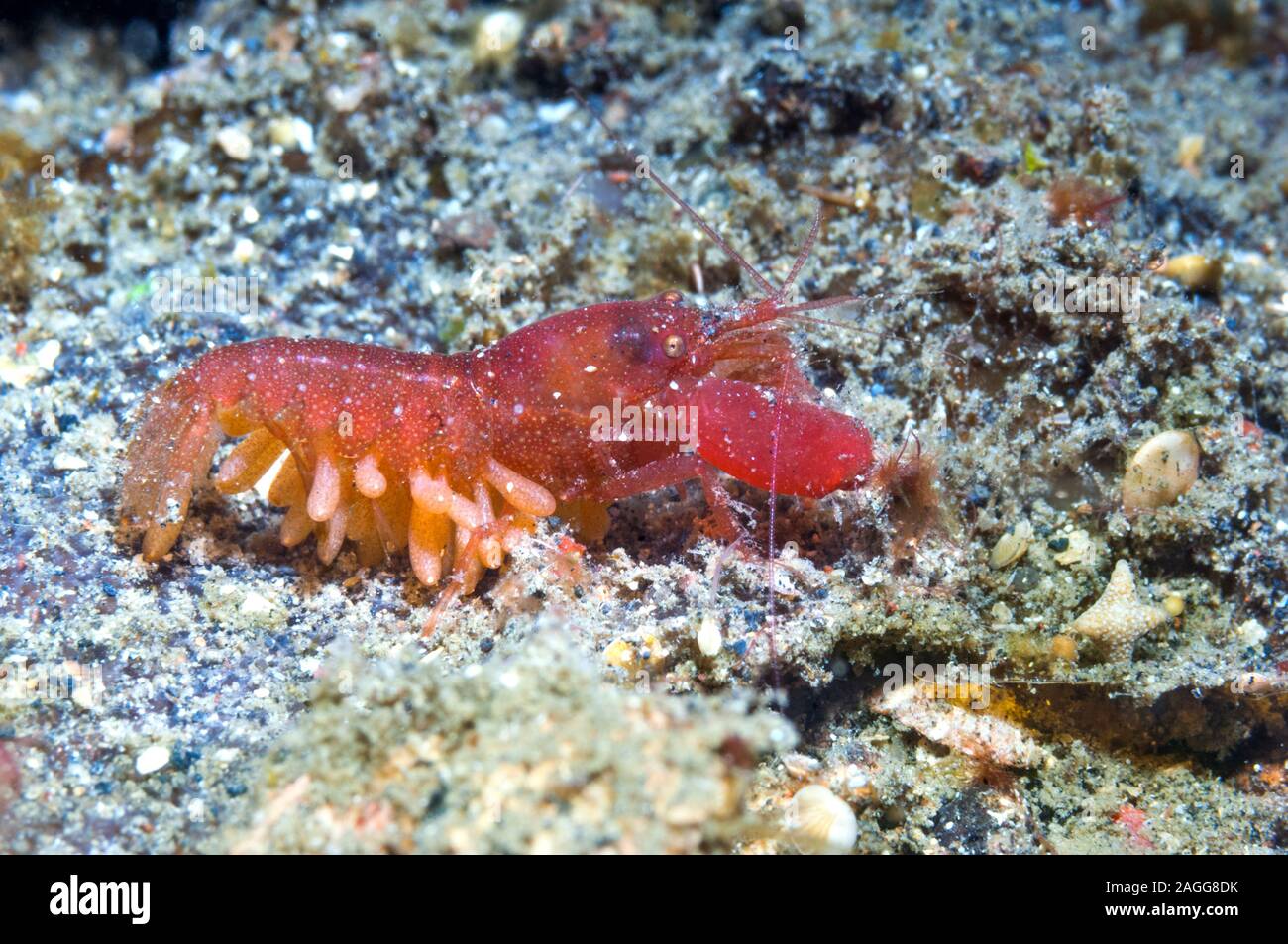 Scatto di gamberi con salsiccia come appendici con ?uova. Lembeh strait, Indonesia. Indo-West pacifico. Foto Stock