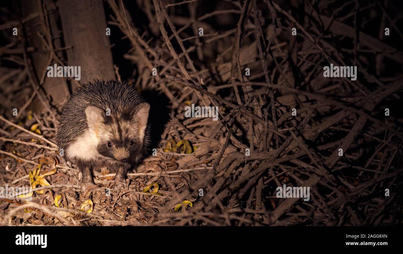 Night Shot di un deserto riccio o etiope (Hedgehog Paraechinus aethiopicus) fotografato nel deserto in Israele. Questo riccio è un onnivori e Foto Stock