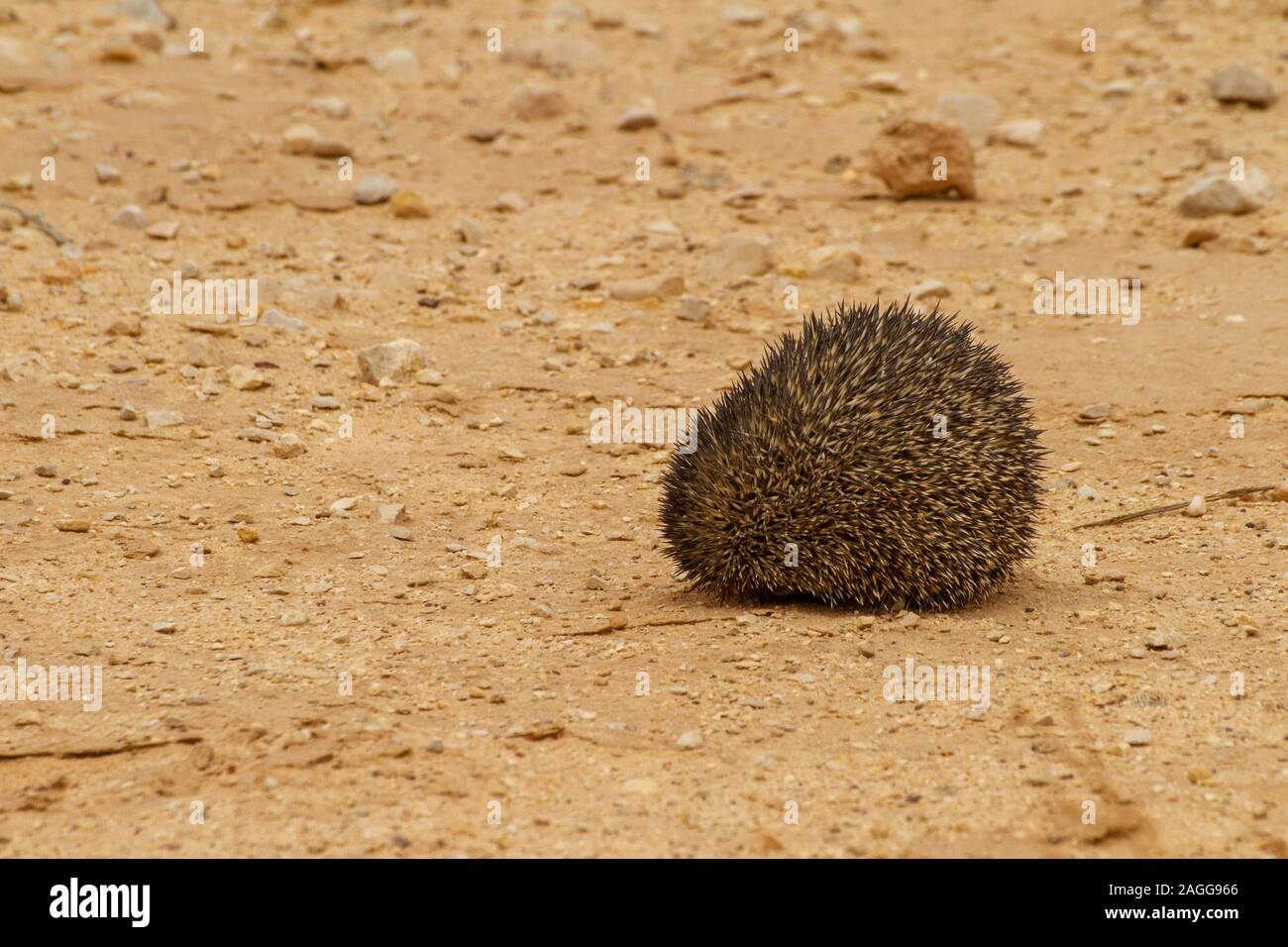 Deserto o Hedgehog Hedgehog etiope (Paraechinus aethiopicus) arrotolato per la protezione. Fotografato nel deserto in Israele. Questo riccio è un om Foto Stock