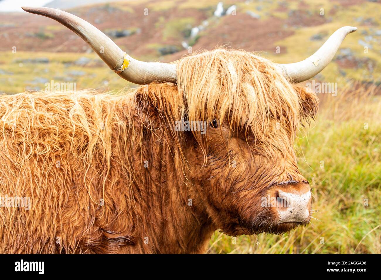 Rosso; bagnato e shaggy pelose highland mucca in The Isle of Mull, Scozia. Foto Stock