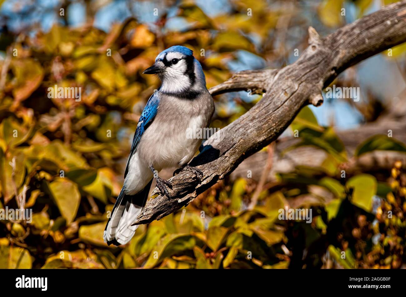 Blue Jay Foto Stock