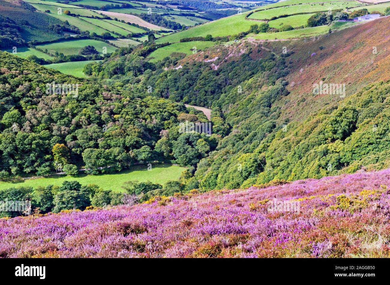 La selvaggia Lorna Doone Country of Exmoor, con le dolci colline coperte di erica viola e gialla nel cuore del Parco Nazionale di Exmoor, Sud Ovest, Regno Unito Foto Stock