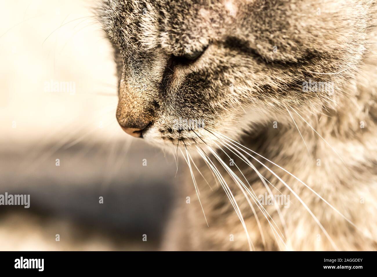 Triste Tabby Cat profilo di testa. Idea per triste concetto. Cat in immagine è triste. Foto Stock