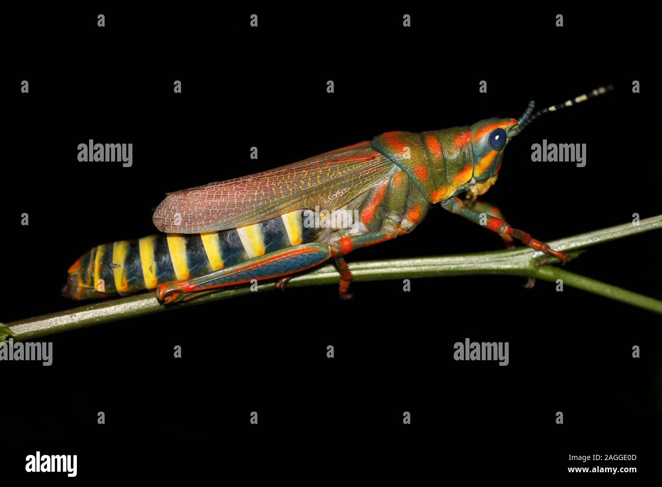 Dipinto indiano Grasshopper aka Aak Grasshopper Poekilocerus pictus Foto Stock