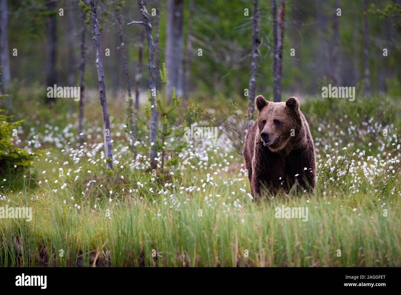 Unione l'orso bruno (Ursus arctos) passeggiate in prato di fioritura di erba di cotone, Kuhmo, in Finlandia Foto Stock